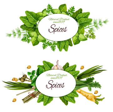 Natural herbal spices and herbs - fresh herbs with place for text on a white background
