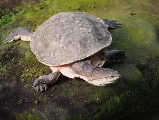 Fototapeta premium Krötenkopfschildkröte 