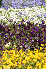 Fototapeta premium Flowers