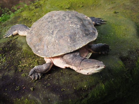 Kr&ouml;tenkopfschildkr&ouml;te 