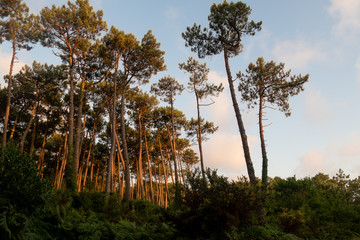 Pins des landes entre chien et loup