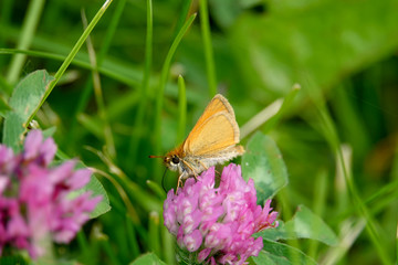 European Skipper on Red Clover Flower