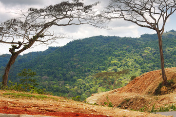 Arching trees in Kwanza Norte, Angola