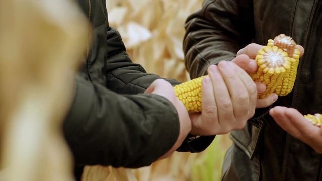 A field of ripe corn. Agronomist examining the ear of corn. Slow motion. HD