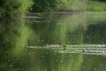 Wood duck female with ducklings taken in southern MN in the wild
