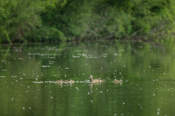 Obraz na płótnie Canvas Wood Duck female and ducklings taken in southern MN