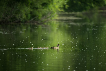 Wood Duck female and ducklings taken in southern MN