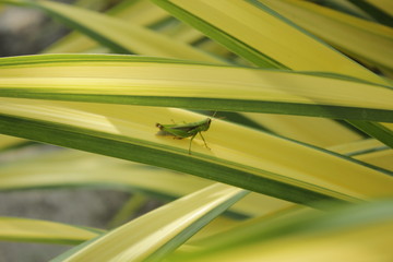 close up of a green grasshopper on a yellow and green succulent plant leaf in a garden in southeast Asia