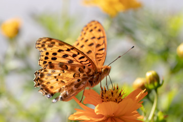 Obraz premium Mary gold and butterfly (high brown fritillary), Funabashi-city, Chiba prefecture, Japan