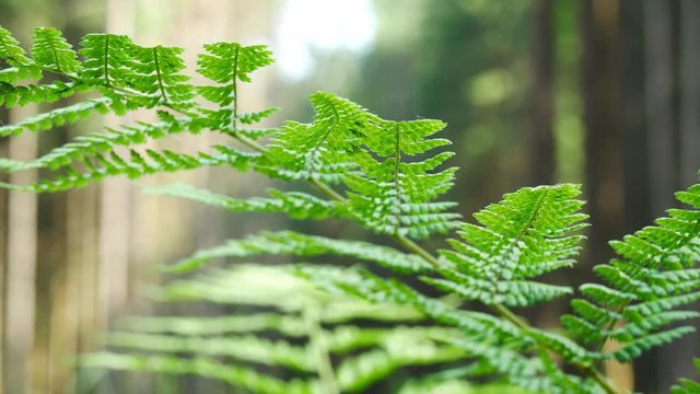 Ferns is illuminated by sunlight in slow motion in forest, ecological enviroment