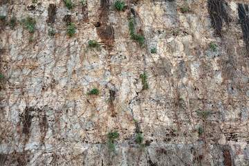 tree bark