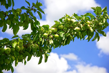 Ripening apples on a tree close up, sunny day. Photo of mature apples on a tree, fruit apple background.