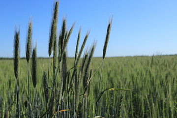 grass and blue sky