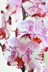 flowers orchids on a white background. blooming orchid.