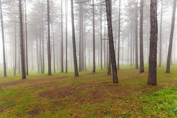 pine forest in the fog