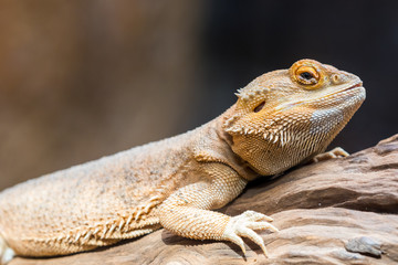 Horned lizard are exposed to sunlight