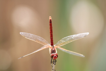 dragonfly