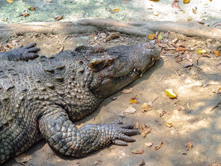 The crocodile in the  farm zoo