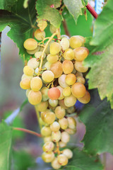 juicy ripe grapes. A bunch of grapes in the garden. Wine-making and juices.