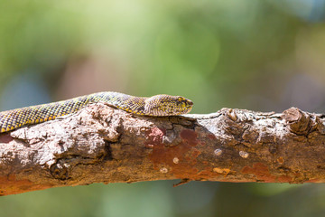 beautiful Mangrove Pit-viper