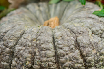 Fototapeta na wymiar close up of big grey pumpkin. Selective focus