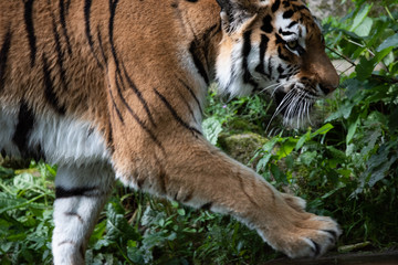 Nahaufnahme Tiger