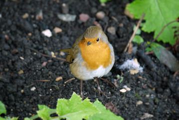 Robin hunting for food