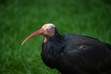 langschnabliger Vogel