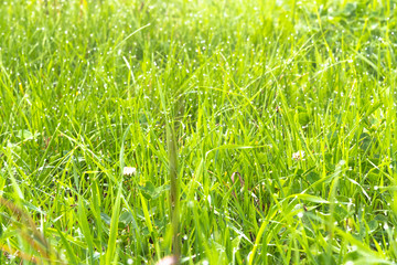 朝露のついた草 / 高原の朝イメージ