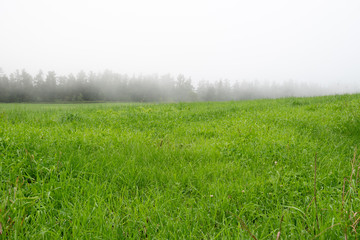 Plakat 霧の中の草原 / 北海道の観光イメージ