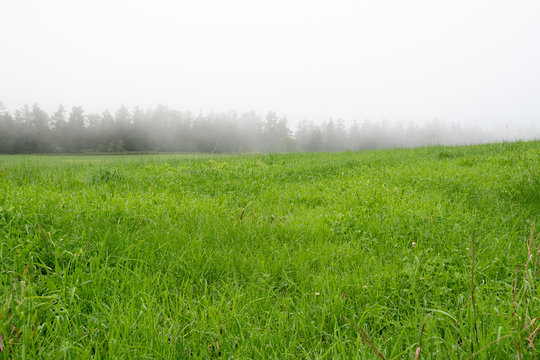 霧の中の草原 / 北海道の観光イメージ