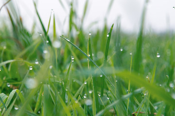 朝露のついた草 / 高原の朝イメージ