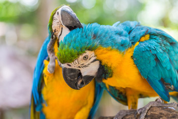 Blue Parrot portrait with yellow neck in the park