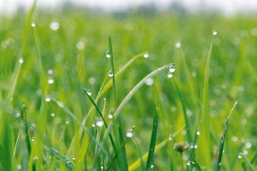 朝露のついた草 / 高原の朝イメージ