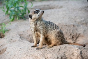 sitzendes Erdmännchen