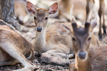 portrait of a young deer in zoo