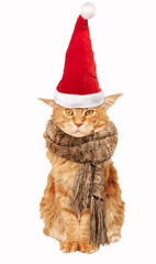Red cat Maine Coon In a Santa Claus hat and scarf on a white background