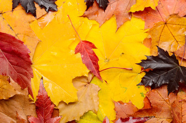 A bunch of red, yellow and purple autumn leaves. Bright nature. Color background for autumn posters