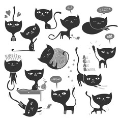 13 black cats