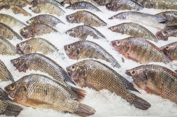 Many tilapia are placed on ice