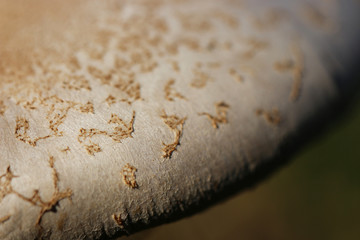 mashroom texture