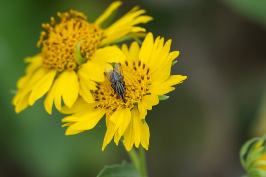Flesh Fly on Golden Crownbeard Flower