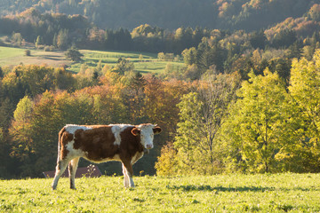 Kuh in Herbstlandschaft