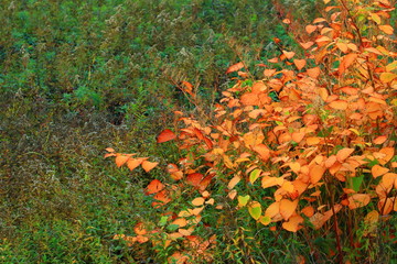 Fall is coming in forest 