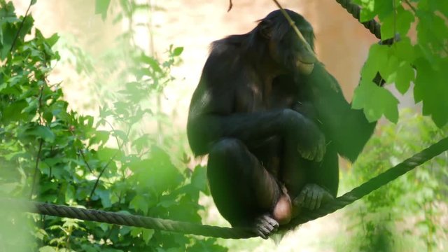 Male bonobo/pygmy chimpanzee sitting on a rope and eating (zoo).