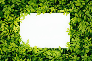 Paper Card Mockup on a Green Leaves.Creative layout made of flowers and leaves with paper card note. Flat lay. Nature concept