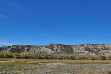 Fototapeta premium Golden Cottonwood Trees in the Little Missouri River Valley at Theodore Roosevelt National Park in North Dakota