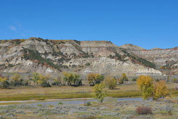 Golden Cottonwood Trees in the Little Missouri River Valley at Theodore Roosevelt National Park in North Dakota