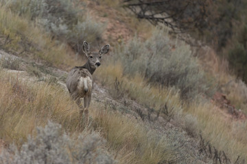Mule (Black-tailed) deer fawn in Theodore Roosevelt National Park , North Dakota, USA