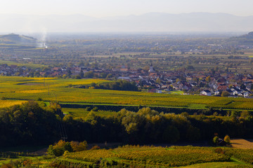 Weinberge Reben